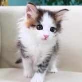 ノルウェージャンフォレストキャット
