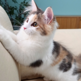 ノルウェージャンフォレストキャット