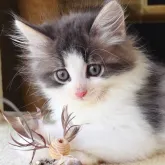 ノルウェージャンフォレストキャット