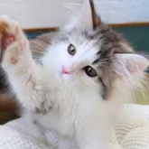 ノルウェージャンフォレストキャット