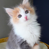 ノルウェージャンフォレストキャット