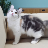 ノルウェージャンフォレストキャット