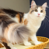 ノルウェージャンフォレストキャット