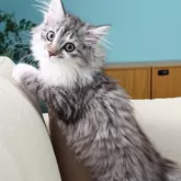 ノルウェージャンフォレストキャット