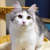 ノルウェージャンフォレストキャット