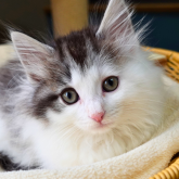 ノルウェージャンフォレストキャット