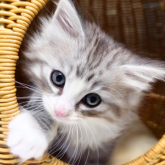 ノルウェージャンフォレストキャット