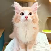 ノルウェージャンフォレストキャット