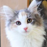 ノルウェージャンフォレストキャット