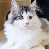 ノルウェージャンフォレストキャット