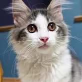 ノルウェージャンフォレストキャット【神奈川県・男の子・2025年7月6日・ブルーマッカレルタビー&ホワイト】の写真9