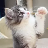 ノルウェージャンフォレストキャット【神奈川県・男の子・2025年10月9日・ブルーマッカレルタビー&ホワイト】の写真2「沢山の愛情を込めて、人とも猫とも仲良くなれる子猫を育てています🐾💕」