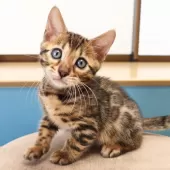 ベンガル【神奈川県・男の子・2025年8月8日・ブラウンスポテッドタビー(ロゼット)】の写真15