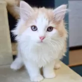 ノルウェージャンフォレストキャット【神奈川県・男の子・2025年9月25日・クリームマッカレルタビー&ホワイト】の写真11