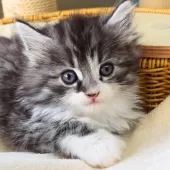 ノルウェージャンフォレストキャット【神奈川県・男の子・2025年9月29日・シルバーマッカレルタビー&ホワイト】の写真10