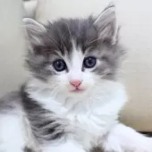 ノルウェージャンフォレストキャット【神奈川県・男の子・2025年10月9日・ブルーマッカレルタビー&ホワイト】の写真9