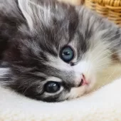 ノルウェージャンフォレストキャット【神奈川県・男の子・2025年9月29日・シルバーマッカレルタビー&ホワイト】の写真11