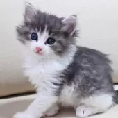 ノルウェージャンフォレストキャット【神奈川県・男の子・2025年10月9日・ブルーマッカレルタビー&ホワイト】の写真10