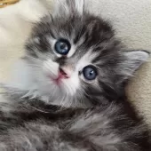 ノルウェージャンフォレストキャット【神奈川県・男の子・2025年9月29日・シルバーマッカレルタビー&ホワイト】の写真13