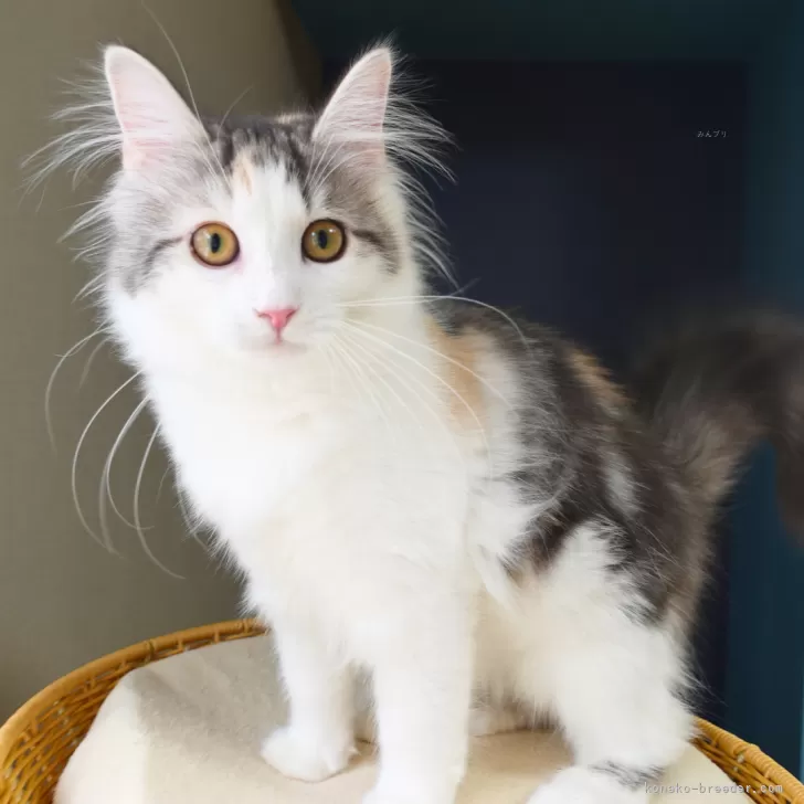 ノルウェージャンフォレストキャット【神奈川県・女の子・2025年