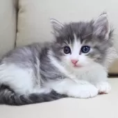 ノルウェージャンフォレストキャット【神奈川県・男の子・2025年10月9日・ブルーマッカレルタビー&ホワイト】の写真13