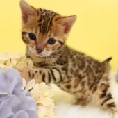 ベンガル【神奈川県・男の子・2024年12月3日・ブラウンスポテッドタビー(ロゼット)】の写真11