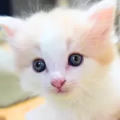 ノルウェージャンフォレストキャット【神奈川県・男の子・2025年9月25日・クリームマッカレルタビー&ホワイト】の写真6