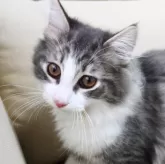 ノルウェージャンフォレストキャット【神奈川県・男の子・2025年10月9日・ブルーマッカレルタビー&ホワイト】の写真6