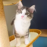 ノルウェージャンフォレストキャット【神奈川県・男の子・2025年6月6日・ブルーマッカレルタビー&ホワイト】の写真11