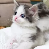 ノルウェージャンフォレストキャット【神奈川県・男の子・2026年1月30日・ブルーマッカレルタビー&ホワイト】の写真12