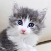 ノルウェージャンフォレストキャット【神奈川県・男の子・2025年10月9日・ブルーマッカレルタビー&ホワイト】の写真14