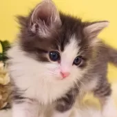 ノルウェージャンフォレストキャット【神奈川県・男の子・2024年11月2日・ブルーマッカレルタビー&ホワイト】の写真14