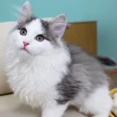 ノルウェージャンフォレストキャット【神奈川県・男の子・2025年12月12日・ブルーマッカレルタビー&ホワイト】の写真9