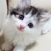 ノルウェージャンフォレストキャット【神奈川県・男の子・2025年9月29日・ブラウンマッカレルタビー&ホワイト】の写真13