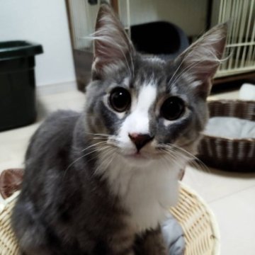 メインクーン【福岡県・男の子・2023年5月21日・ブルークラシックタビー&ホワイト（ロングダブルコート）】の写真「甘ったれの末っ子🤣」