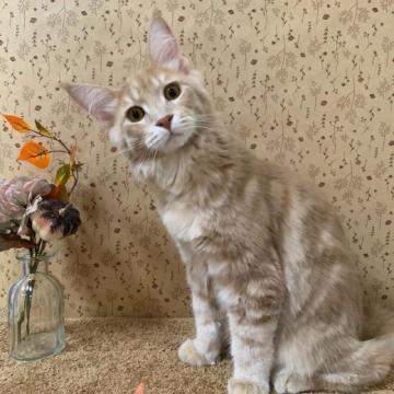 メインクーン【福岡県・男の子・2022年4月7日・クリームクラシックタビー（ロングダブルコート）】の写真「穏和で優しい男の子」