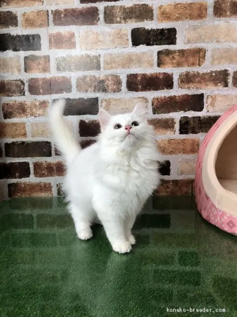 ID：1910-00469の子猫