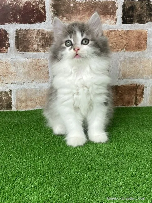 ID:2007-01676の子猫