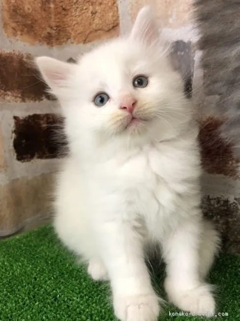 ID：2006-01513の子猫