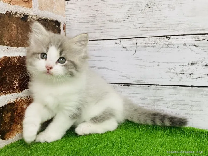 ID：2204-02856の子猫
