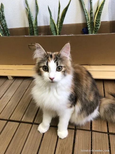 ID:1904-00770の子猫