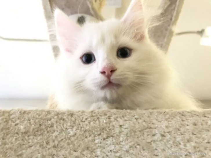 ID:1904-00064の子猫