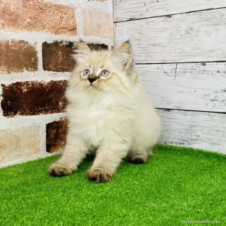 ID：2305-01114の子猫