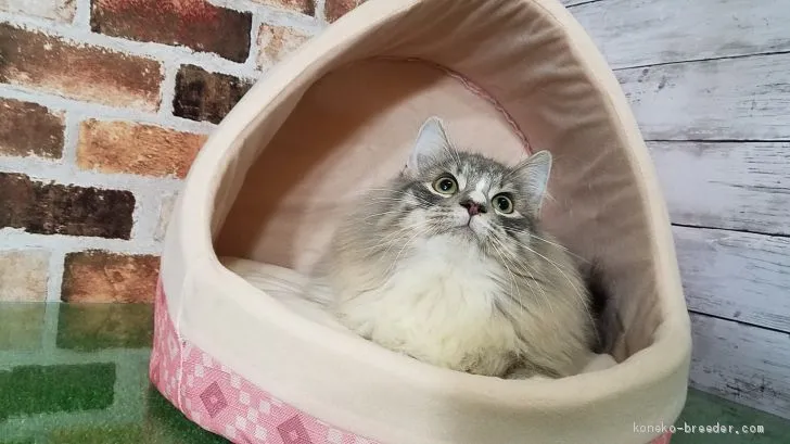 ID：1908-00358の子猫
