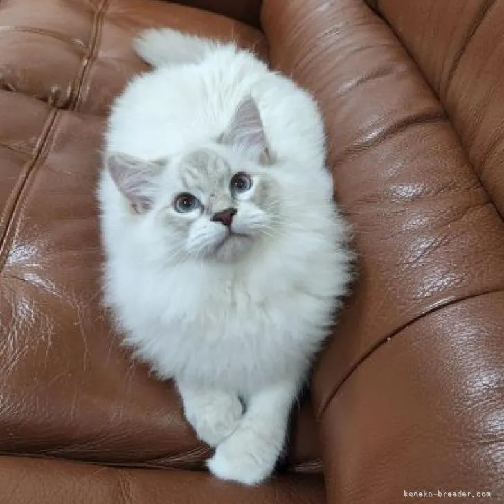 ID:2207-01255の子猫