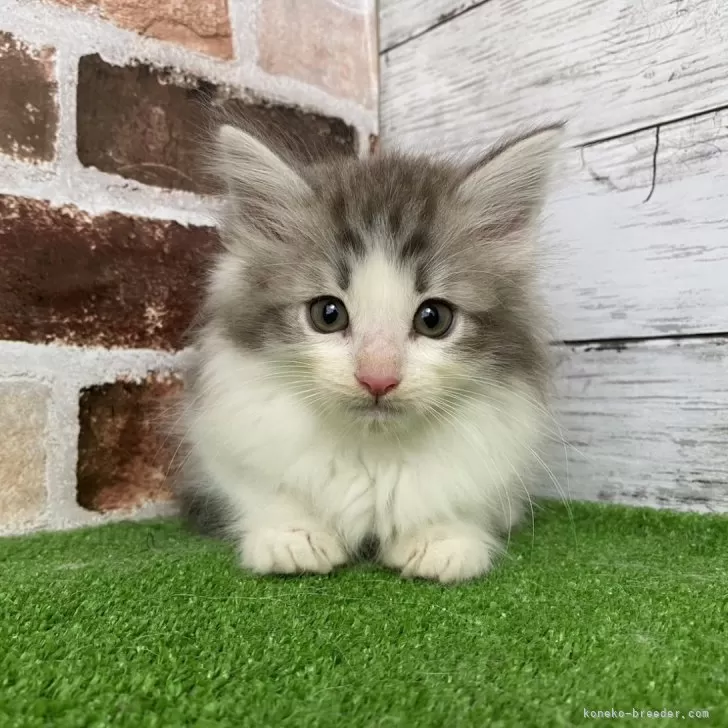 ID：2404-02516の子猫