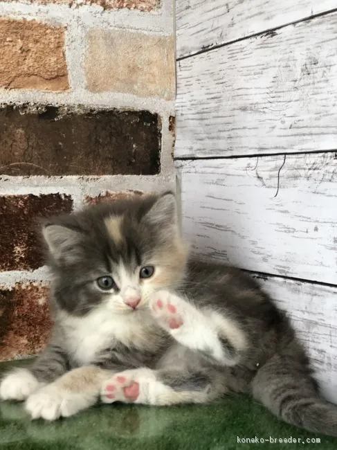 ID：2006-01129の子猫