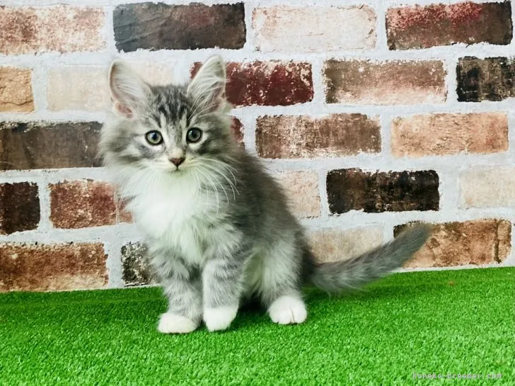 ID：2105-02042の子猫