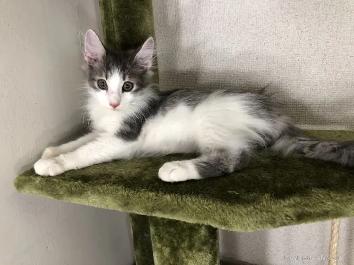 ID:1909-01845の子猫