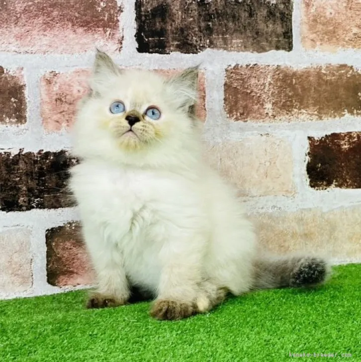 ID:2305-01155の子猫